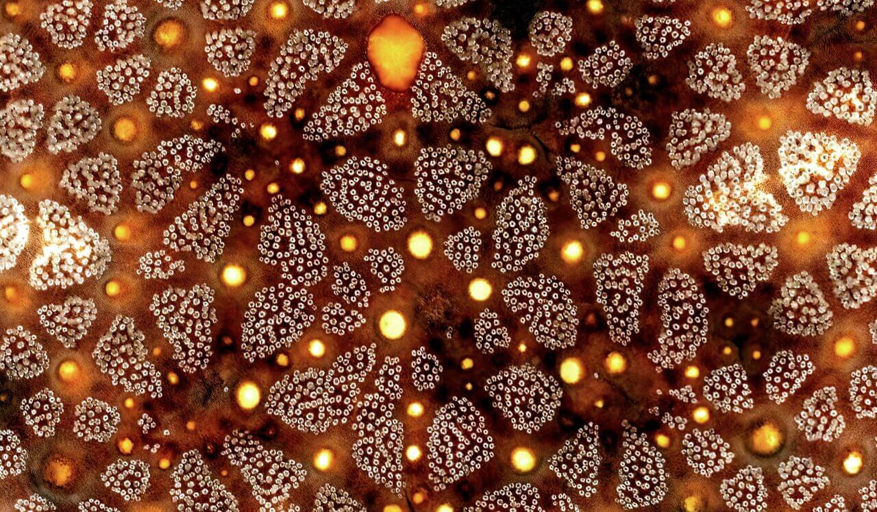 Calling On Our Guides Meditation