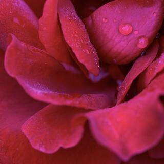 Awaken The Heart Through Chanting & Mantras