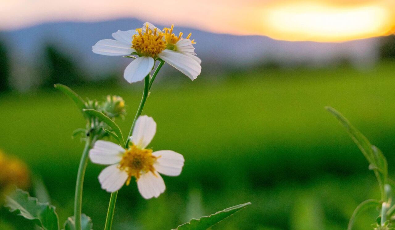 7.5 Hz Theta Waves | Sleep Meditation & Stress Release