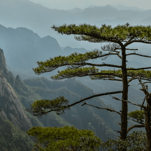 Традиции Дао. Жизнь в  Балансе и Гармонии