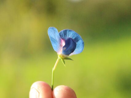 How Trauma, Survival & Your Divine Self Work Together