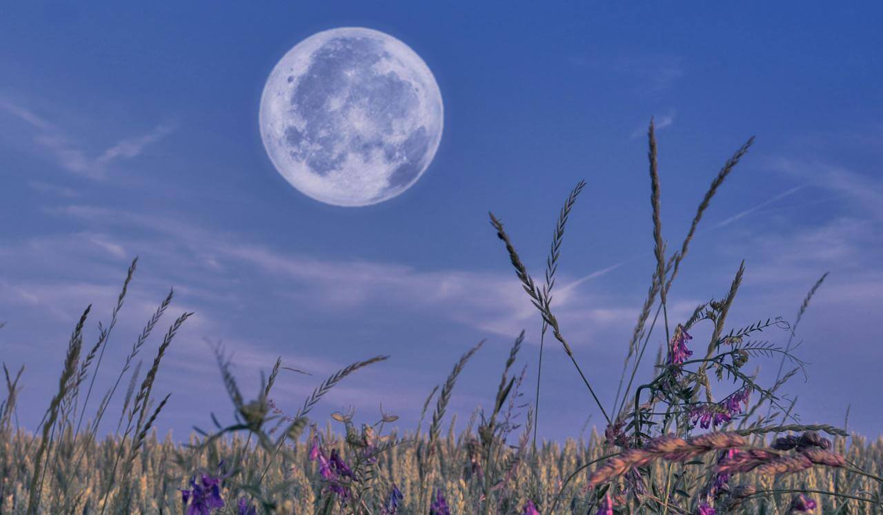 Dream Blooming Meditation