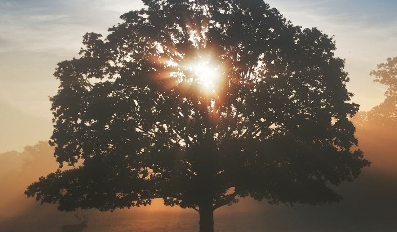 Reiki To Release Grief & Heavy Emotions