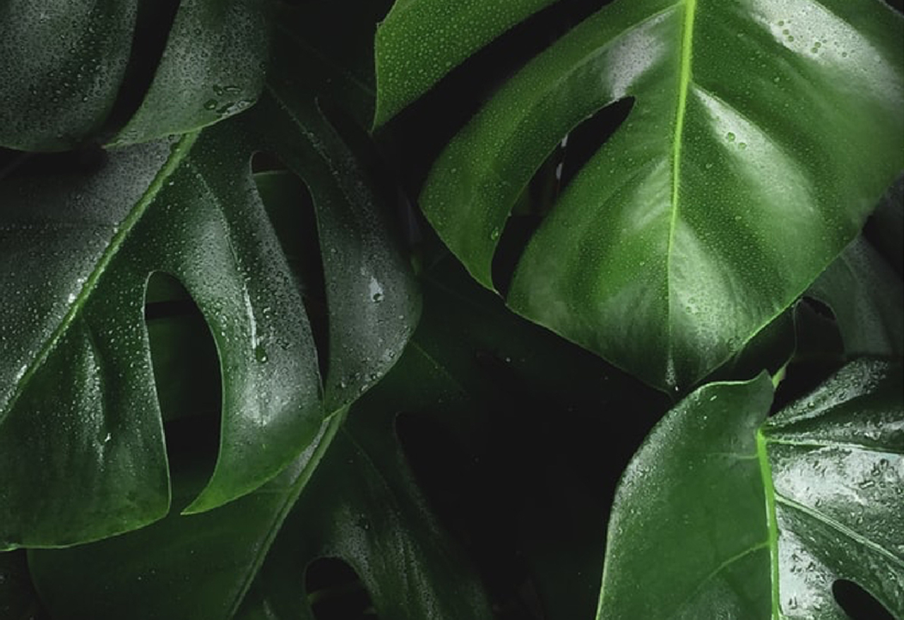 Planetary Hope: Find Your Voice & Power