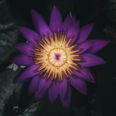 Мастер Исполнения Желаний