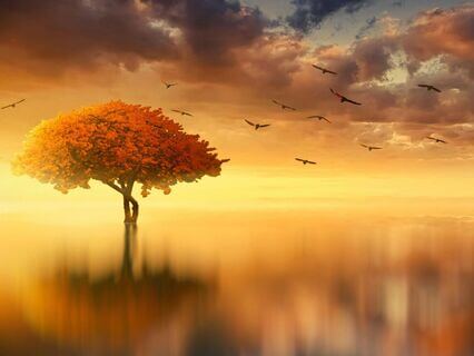 Dreamscape
