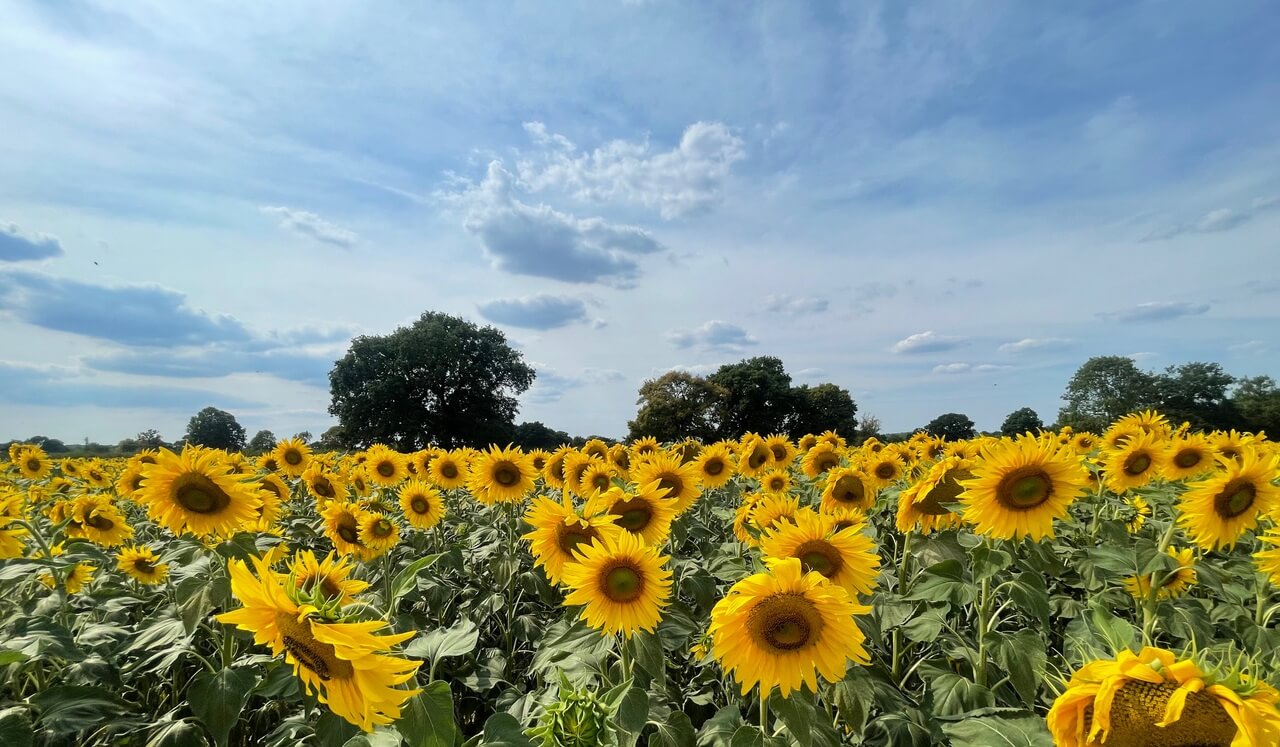 ASD ADHD  Meditation For Confidence & Strength In Uniqueness