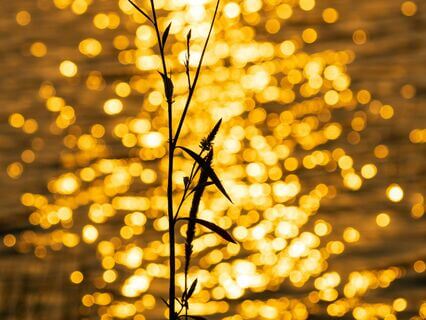 Return To Your True Frequency - by Natalie Barney