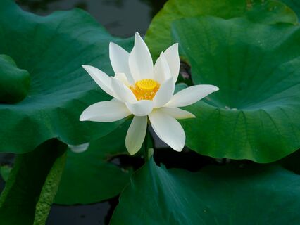 The Wound Of Separation! - by Mitesh Oswal