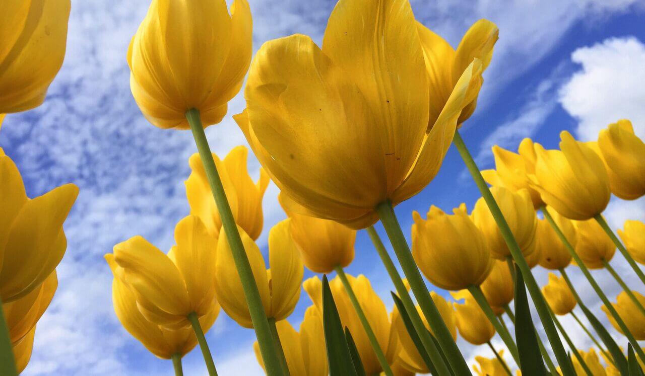 Art Of Listening & Learning In Eastern Wisdom