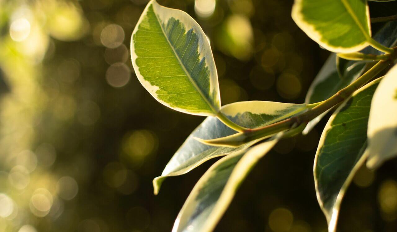 Shamanic Shadows - Ancestral Soundscapes
