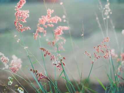 Learning The True Meditation In Simple Steps - by Willy Mona