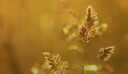 First Aid For Feelings - by Thor A Rain