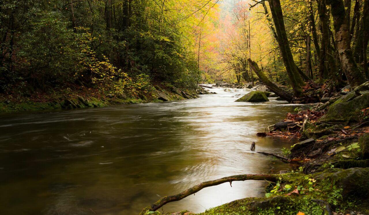 Leaves On A Stream Mindfulness Meditation