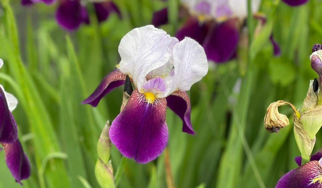 Conflict SOS Breathwork