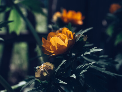 Your Attitude Of Gratitude: Learn Simple Skills For Peaceful Living - by Sensei Paul David