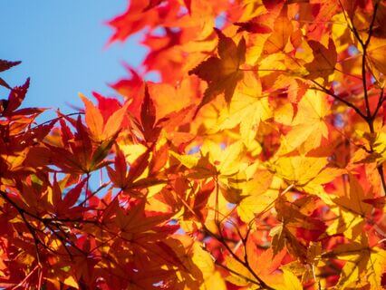 Autumn Equinox Loving-Kindness Meditation
