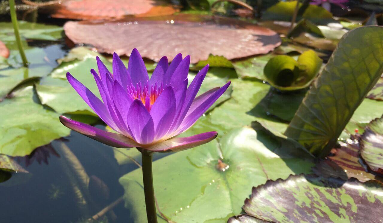 Level 1 Reiki Daily Practice: Hatsurei Ho