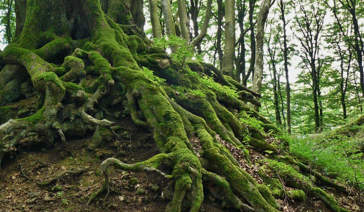 Foundations: Grounding