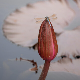 Las Leyes Universales