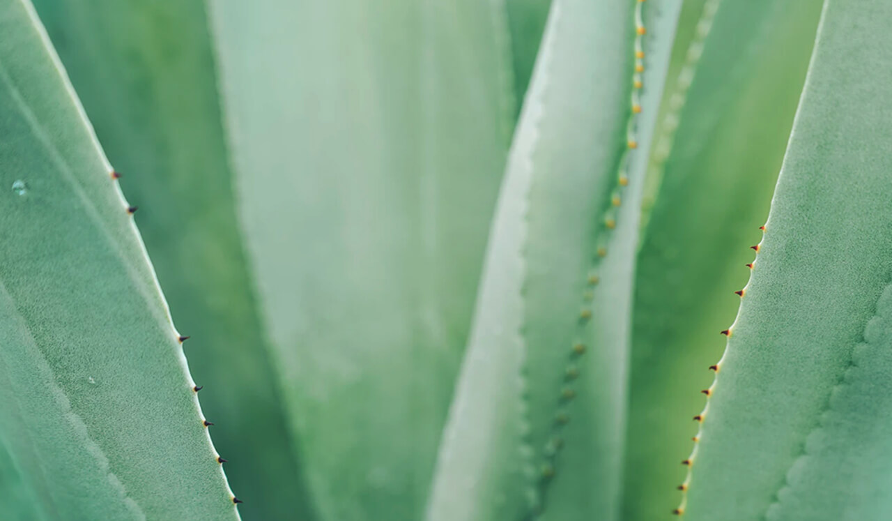 Aprende a Meditar en Siete Días