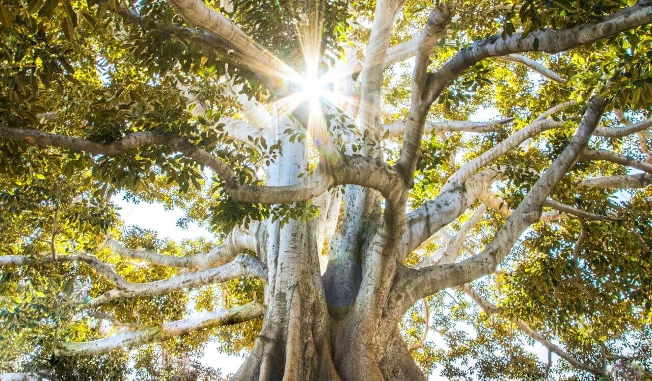 Mindful Grounding | Feel Safe And Centered | Part 1