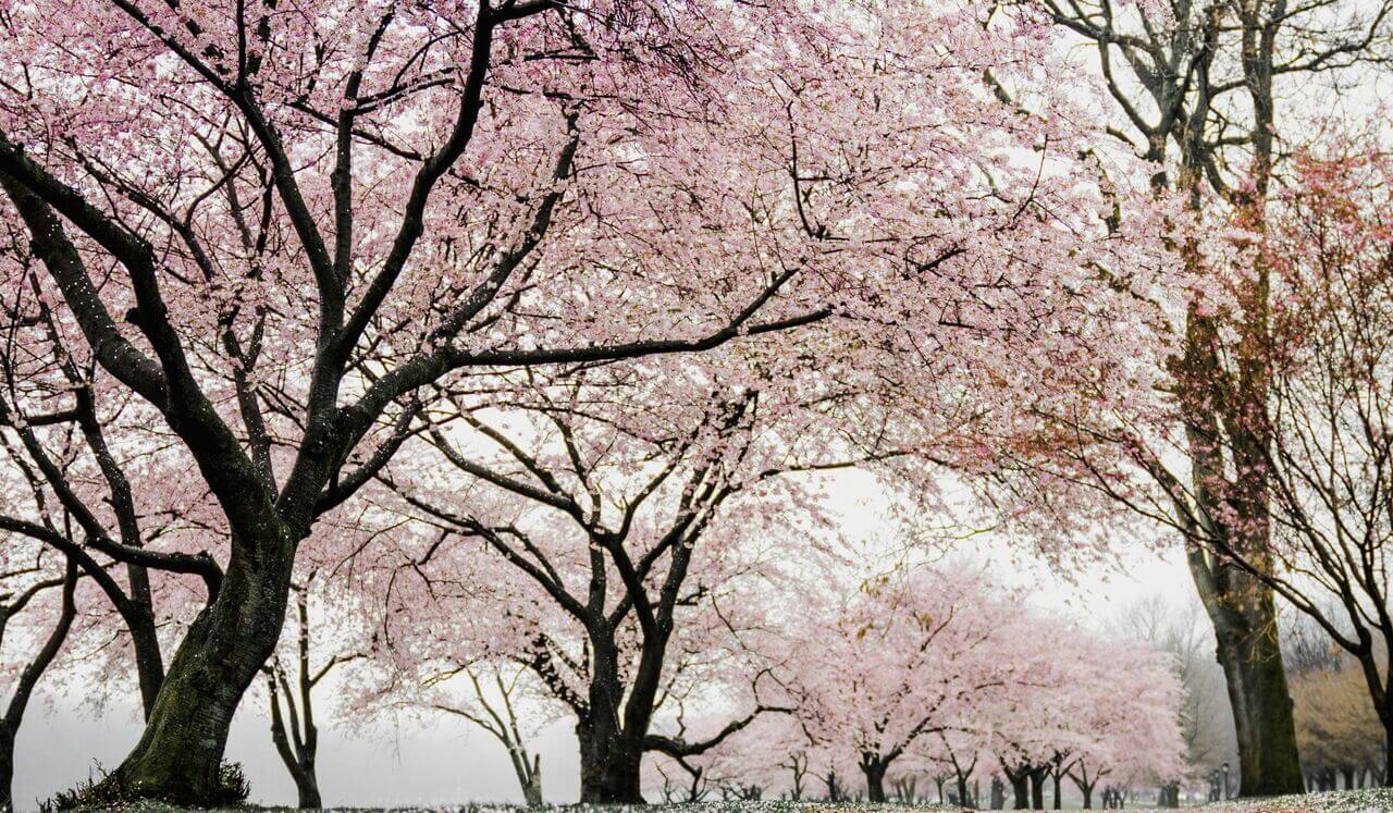 Reiki Meditation: Return To Wholeness: Reiki Healing