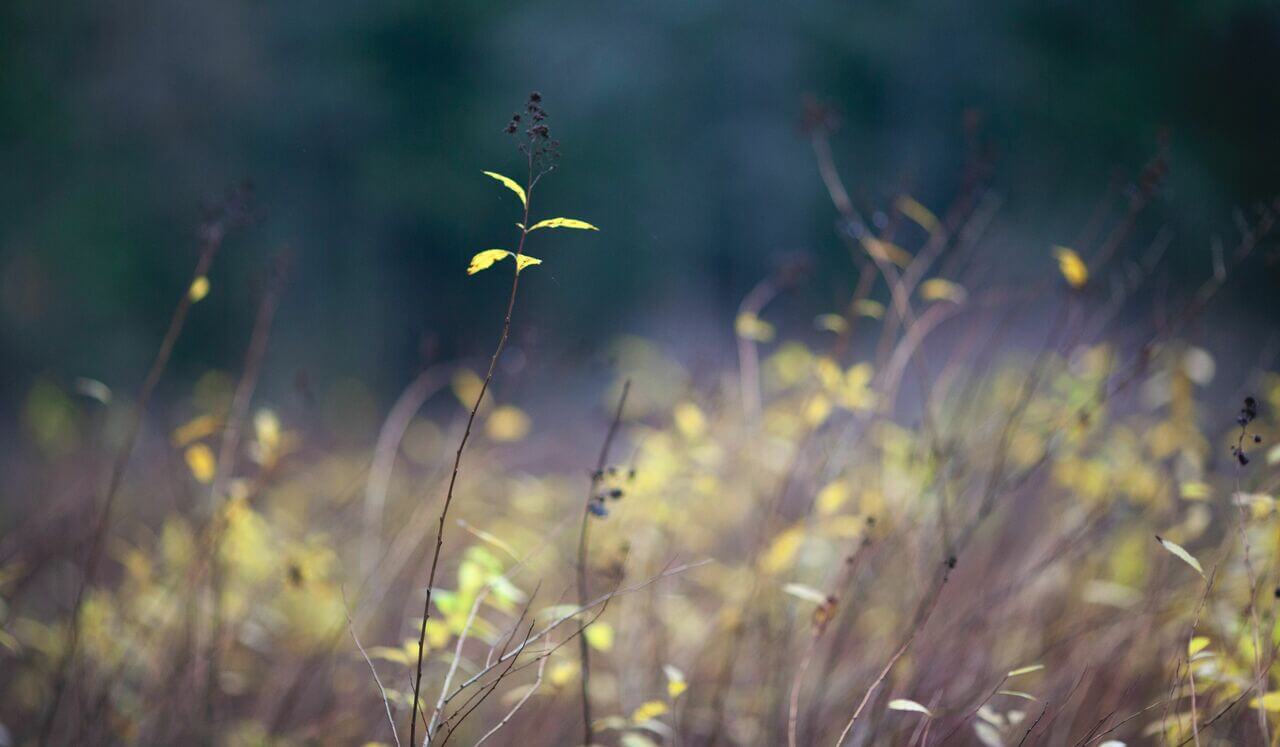 IFS Meditation - Daily Parts Check-In