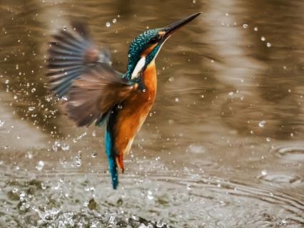 The Ripple Effect: Creating Meaningful Connection - by Mark Rowland