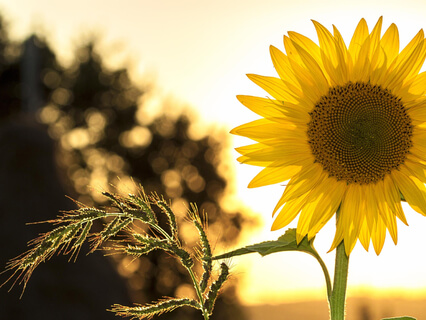 How To Be Kind - by Peacebeam