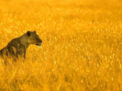 Subliminal Money Affirmations With Theta Binaural Beats