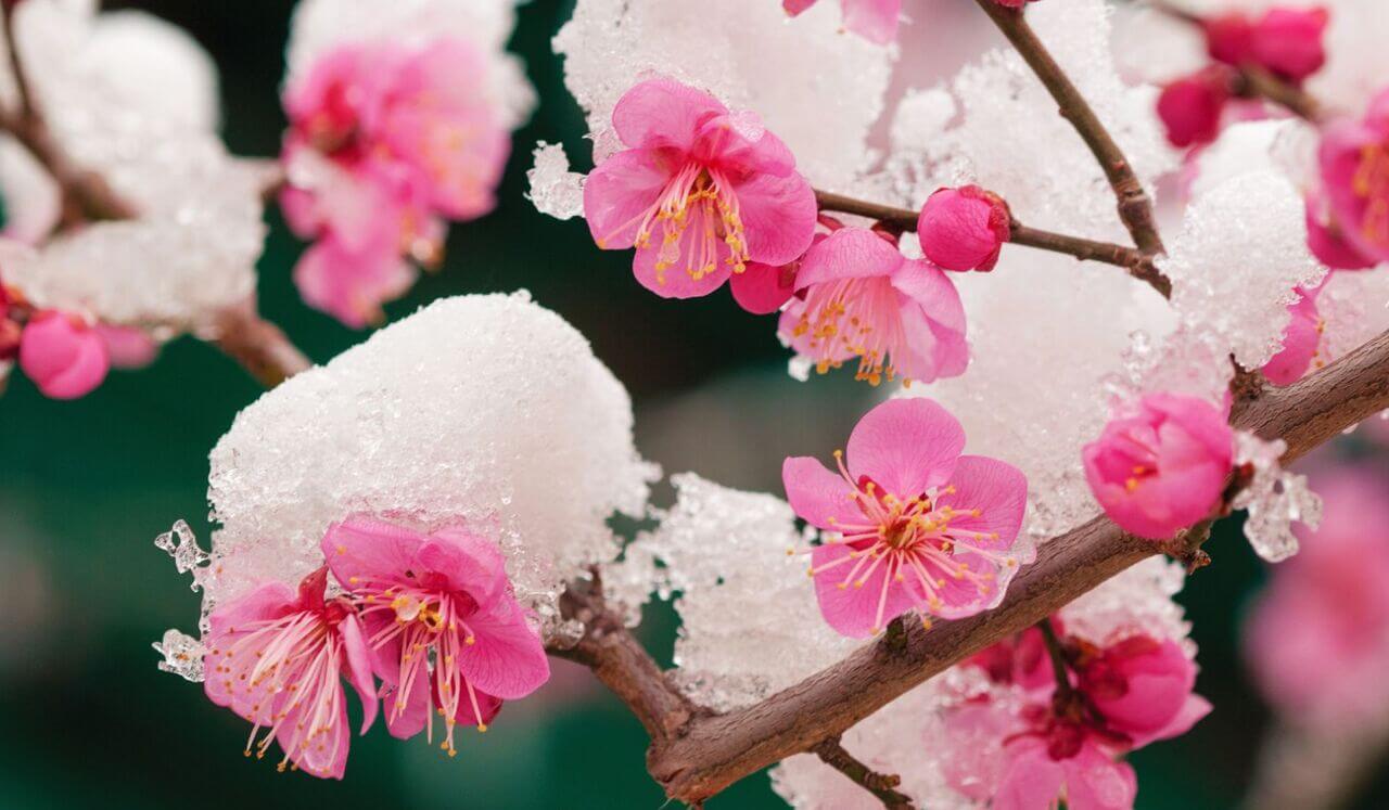 Cultiver Résilience Et Vitalité  - Ume