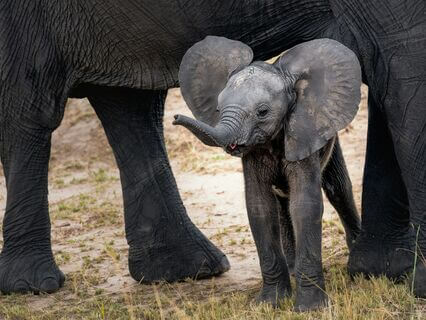 Spirit Animal Elephant: Discover Its Meaning, Guidance & Healing Power - by Sagittarius Way