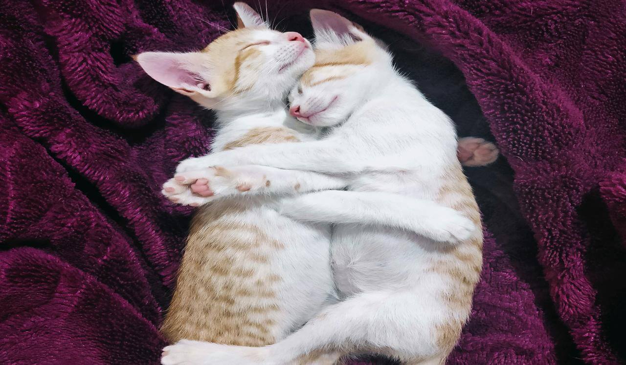 Gentle Self-Compassion ~ 8 Hour Deep Sleep