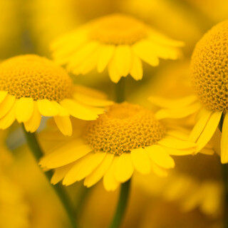 Una Vida Maravillosa en Tan Solo 10 Días