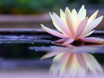 Heart-Centered Happiness - by Laura Moncrieffe