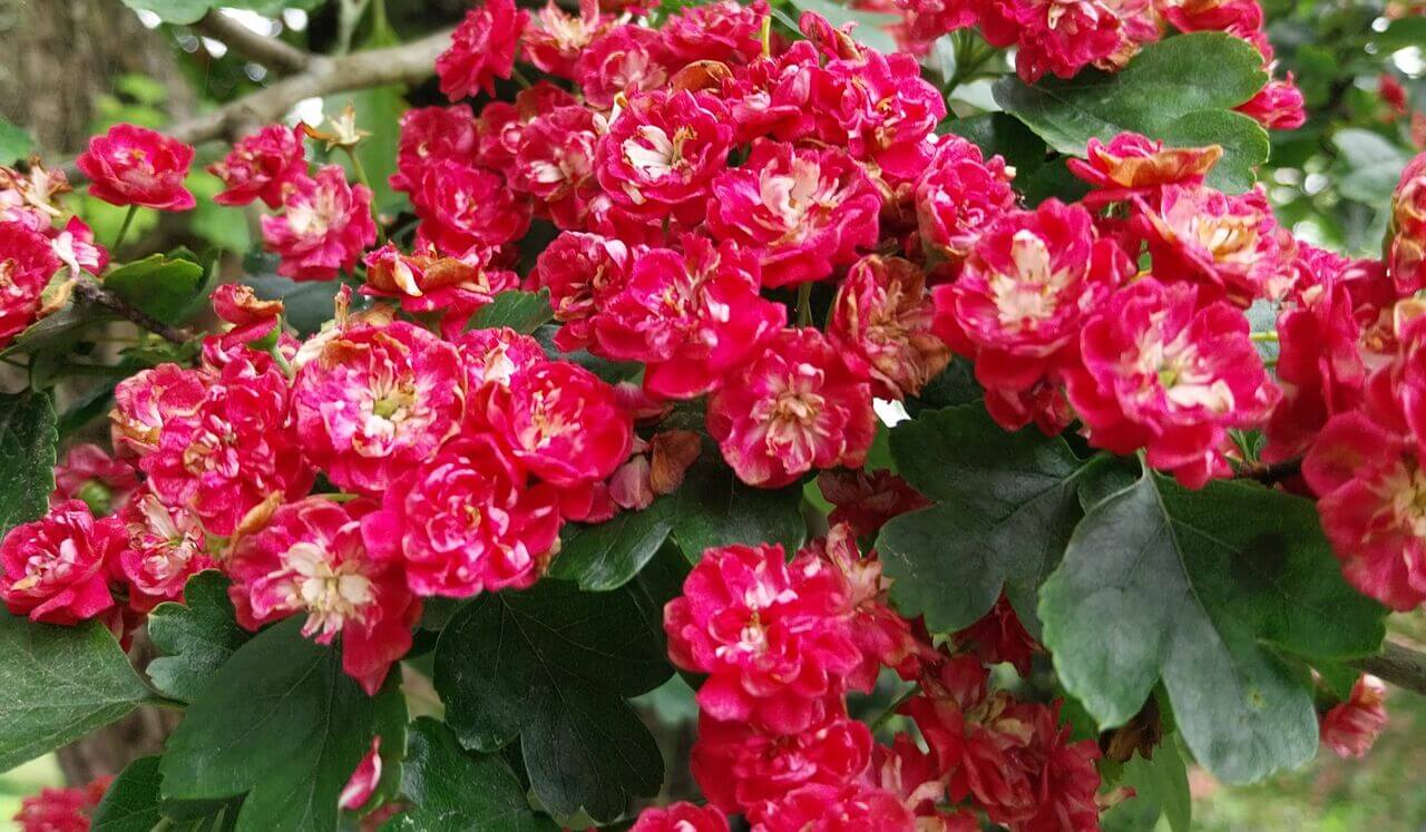 Reiki Level 2 Daily Practice: Earth, Heavens, All That Is