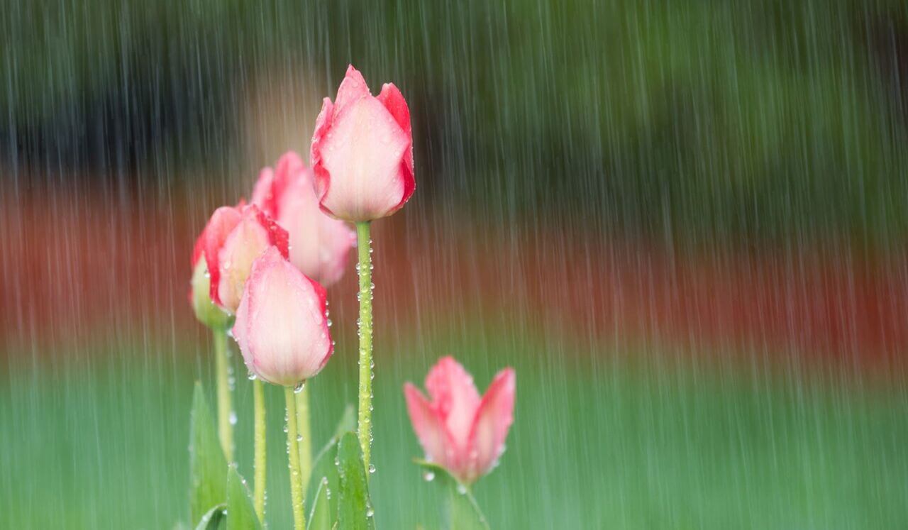 Détente Profonde Sous La Pluie Printanière