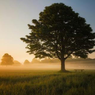 Haiku : Tree | Janick