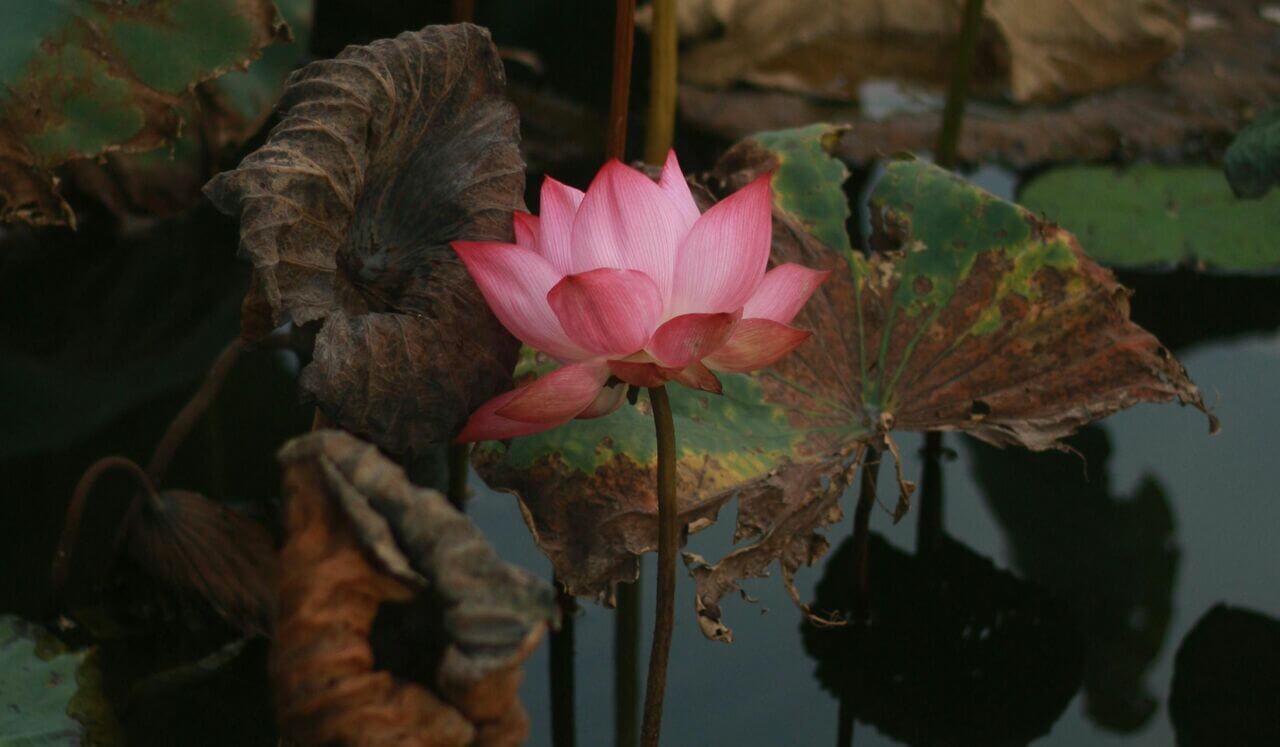 Softly Exploring Life, Death And Dying