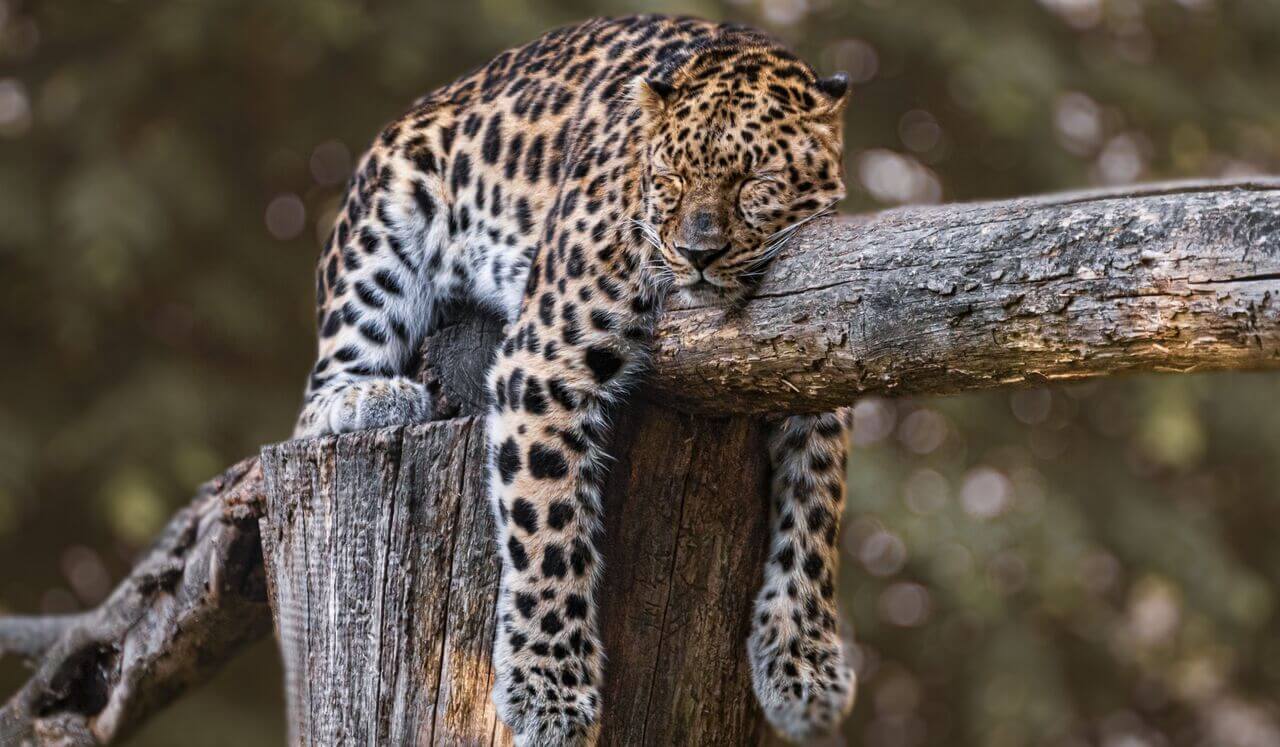 Exploring The Spiritual Meaning Of Anemia