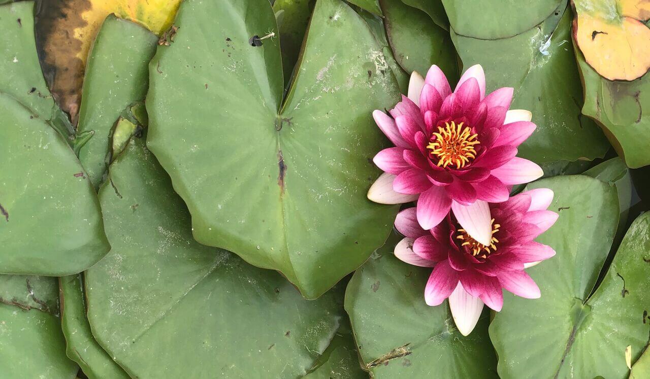 Yoga Nidra: Heart Of Compassion (Live, No Music)