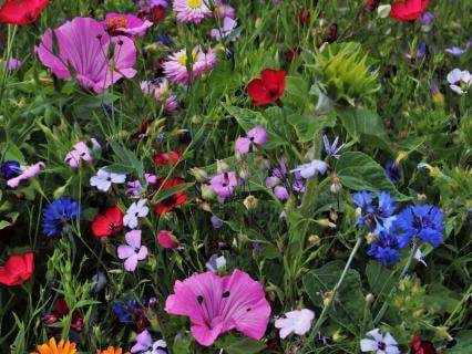July Reflections: Living In Full Bloom - by Mark Rowland