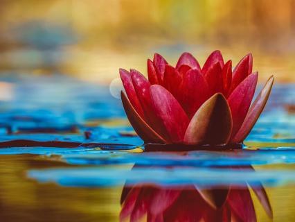 The Golden Thread Embodiment Course - by Rebekah Miller Afsari