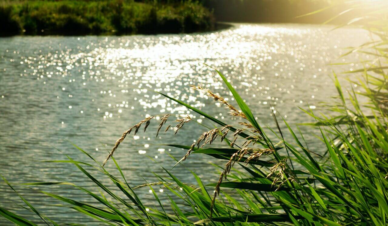 Mindful Mornings Meditation