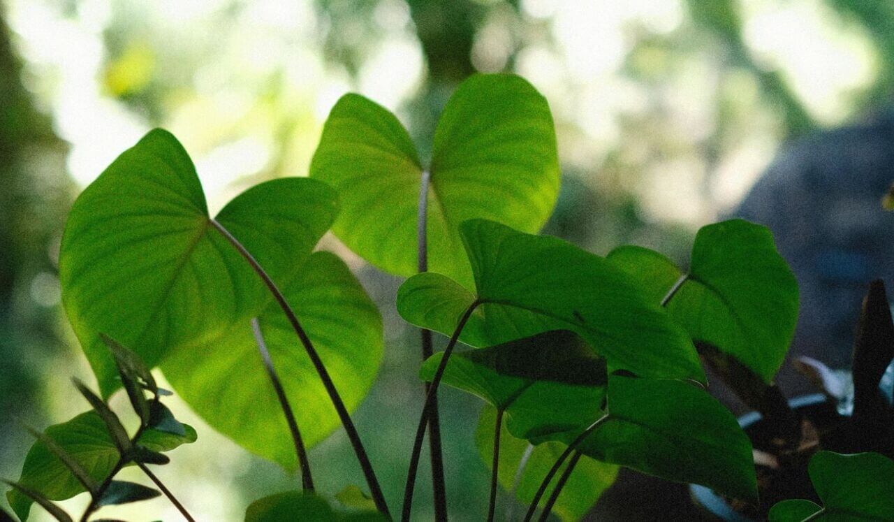 Release Trauma Signals - Failure