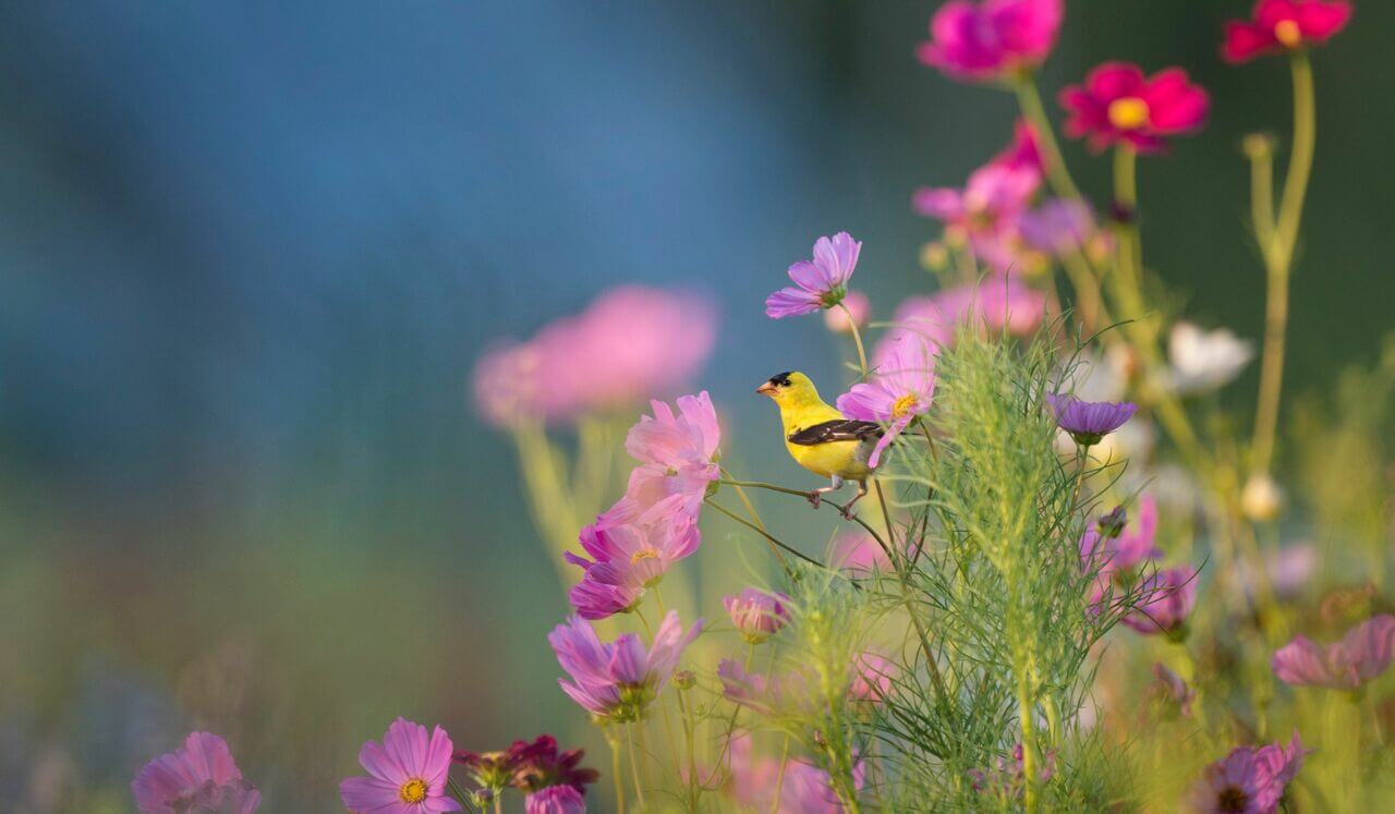 Cultivating Inner Peace Christian Morning Meditation