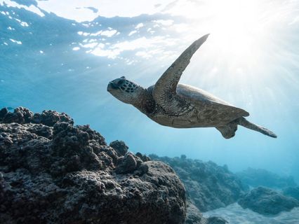 Exploring Turtle Spirit Animal Medicine W/ Carol Anne Cross