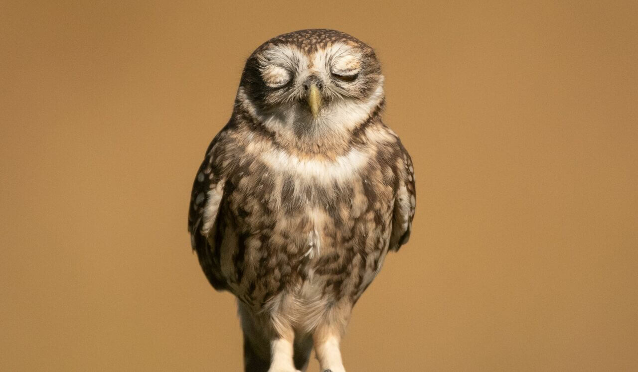 Yoga Nidra: Energy Flow To Rest, Sleep, Nap