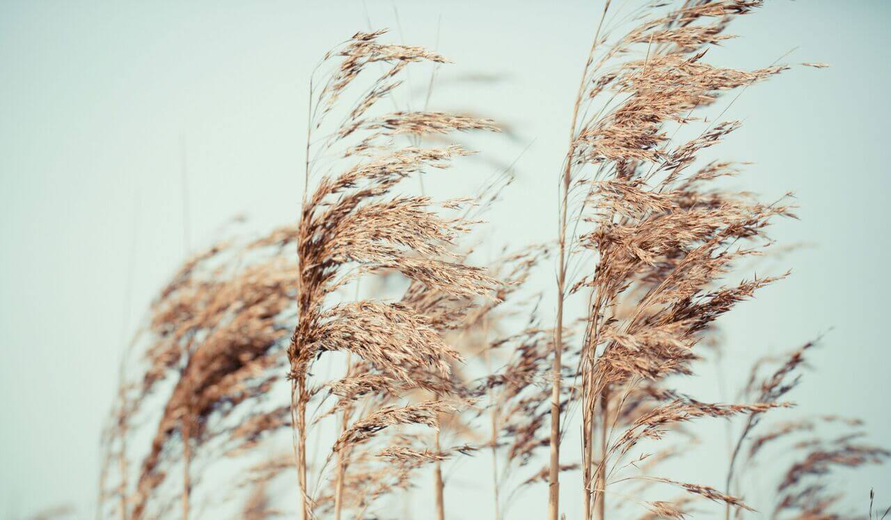 Whole System Integration: Mind, Body, And Emotions